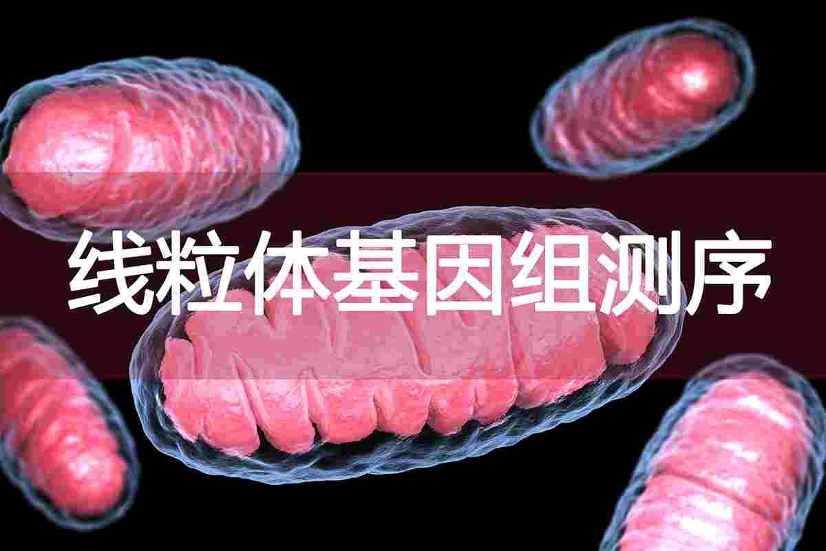 /products_details/998653431996207104.html